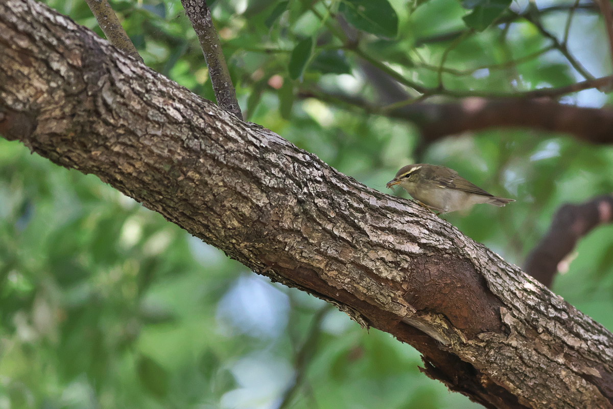 ヒタキ科の鳥ちゃんたち どれがどれやら 身近な自然を撮る