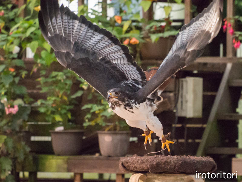 富士花鳥園　（ヨゲンノスリ）　　2014/10/2_d0146592_012150.jpg