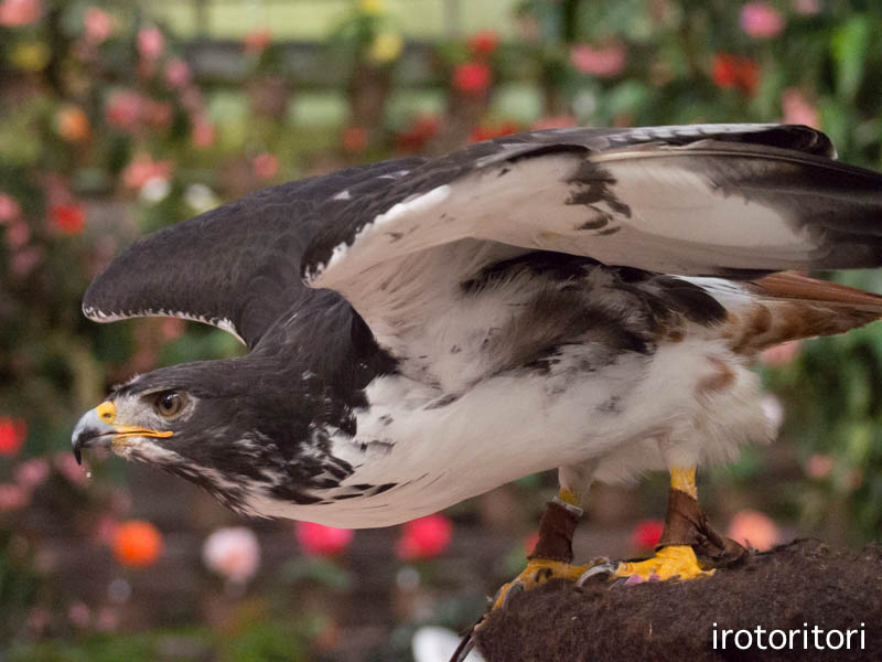 富士花鳥園　（ヨゲンノスリ）　　2014/10/2_d0146592_01335.jpg