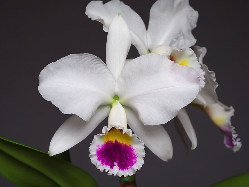 Cattleya labiata fma. semi-alba (\'Serenity\' × \'Bom Dia\') その２_a0267399_223802.jpg