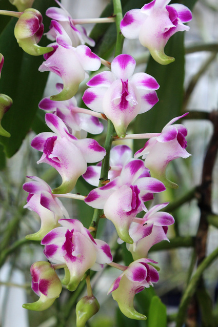 Aerides.lawrenceae(ｴﾘﾃﾞｽ：ローレンセア)_d0007501_918825.jpg