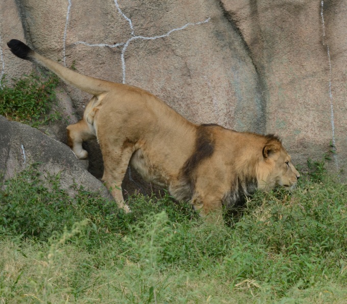 猛獣舎の食事タイム_d0090801_09011126.jpg