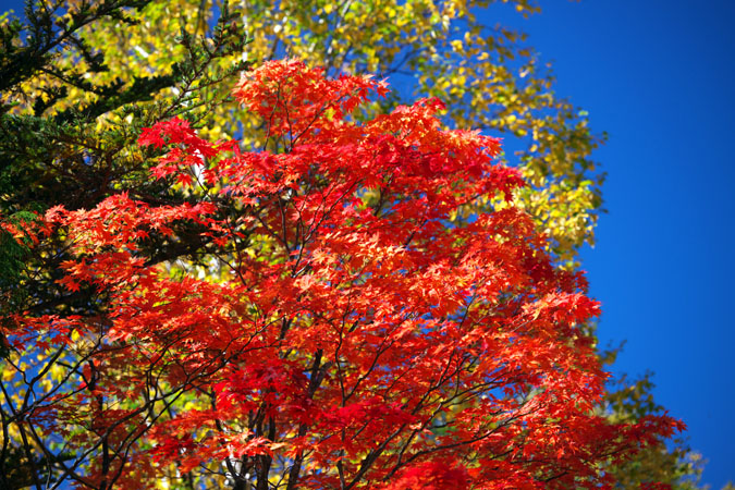 奥日光　湯ノ湖の紅葉_a0263109_1020315.jpg