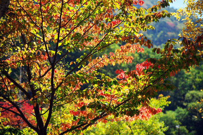 奥日光　湯ノ湖の紅葉_a0263109_1020523.jpg