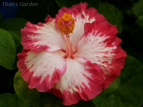 Hibiscus × rosa-sinensis \'Hoosiers\'_b0099813_054098.jpg