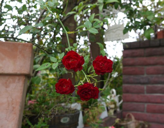 e0205713_1754683.jpg