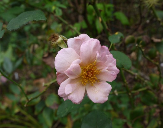 e0205713_17565545.jpg