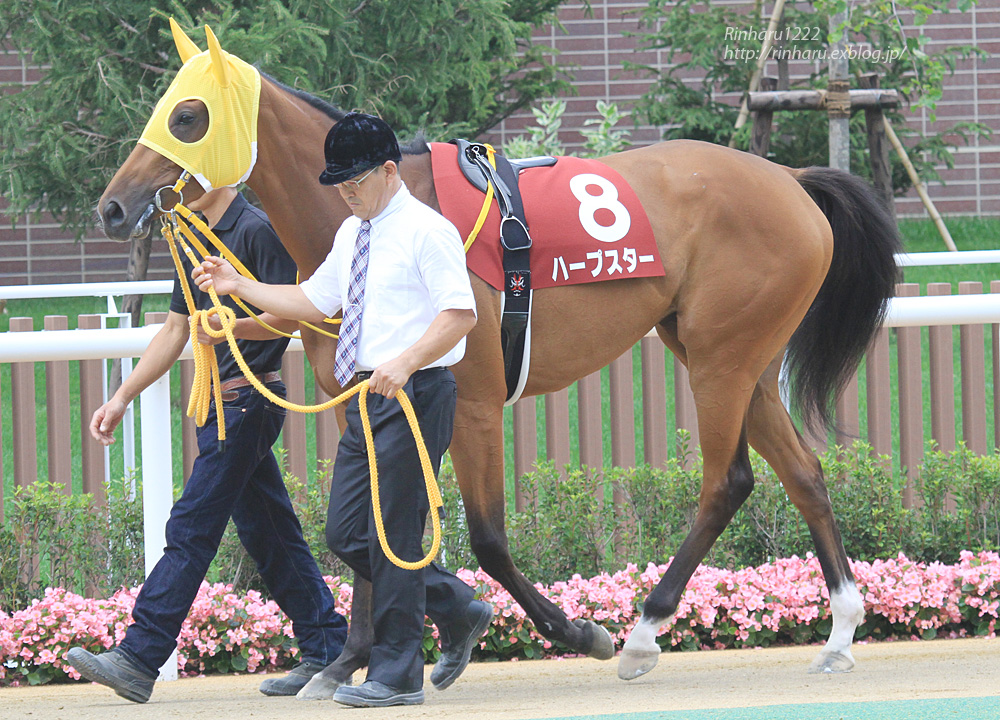 2014.8.24 札幌競馬場☆ハープスター【Thoroughbred】_f0250322_11224475.jpg