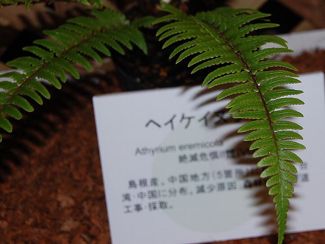 平家犬蕨（ヘイケイヌワラビ） : 花の仲間調べ