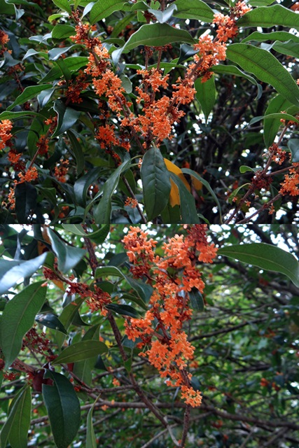 d0037233_8531081.jpg