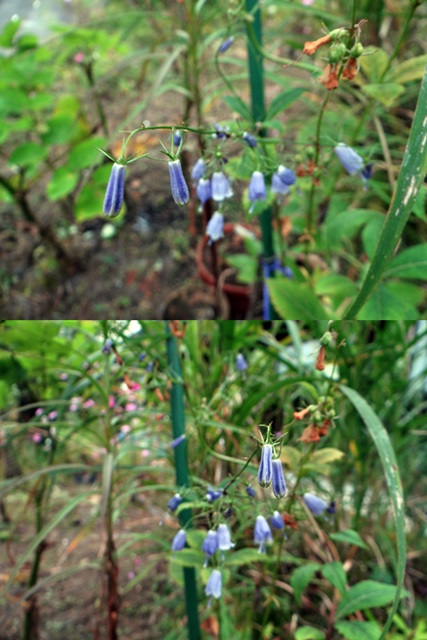d0037233_8582499.jpg