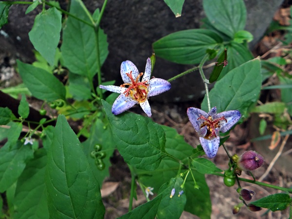 d0037233_90971.jpg