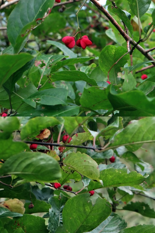 d0037233_91365.jpg