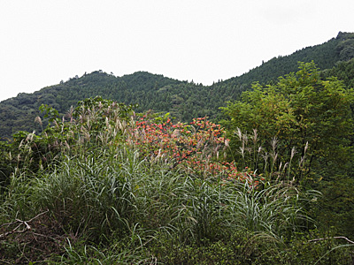 山伏峠〜正丸峠〜刈場坂峠〜天目指峠_f0341635_12490568.jpg