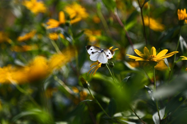 a0242438_1730244.jpg