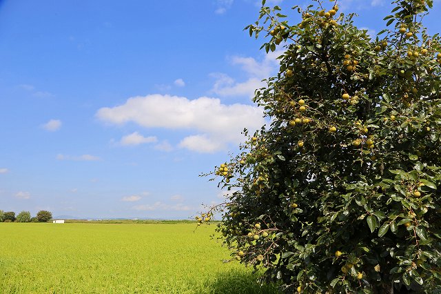a0242438_17315516.jpg