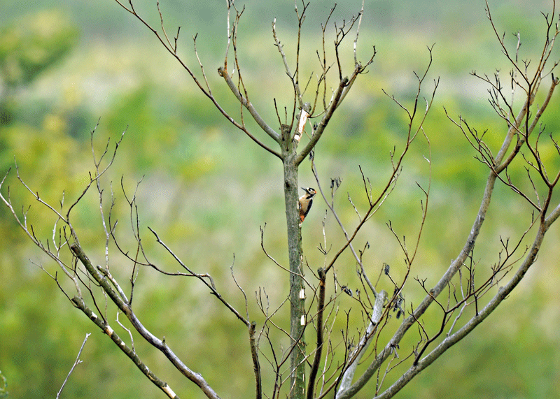 d0290240_20083969.gif