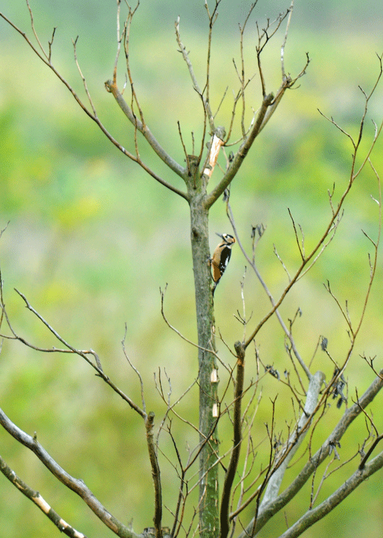 d0290240_20085476.gif