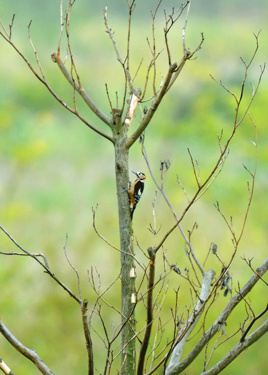 d0290240_20093423.gif