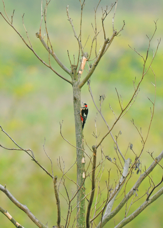 d0290240_20100583.gif