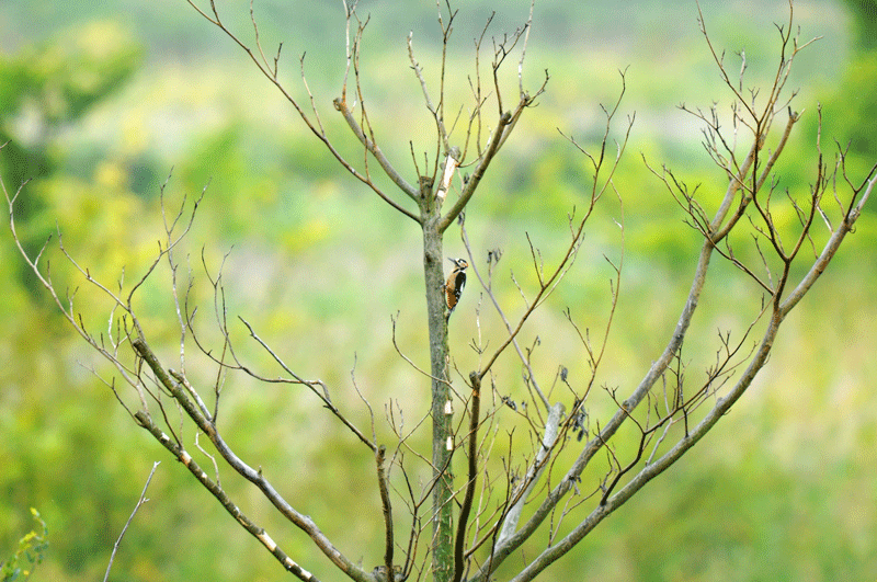 d0290240_20102268.gif