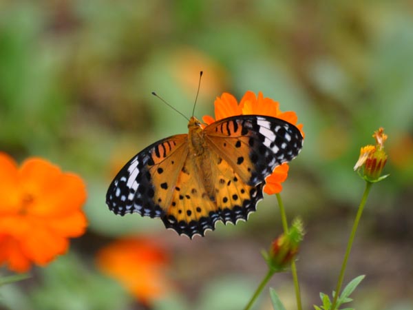 秩父のウラギンヒョウモン（産卵）など_c0045352_12323853.jpg