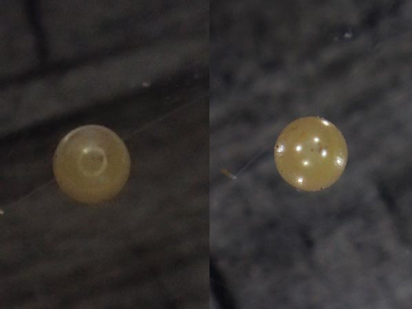 秩父のウラギンヒョウモン(産卵)など_c0045352_1234514.png