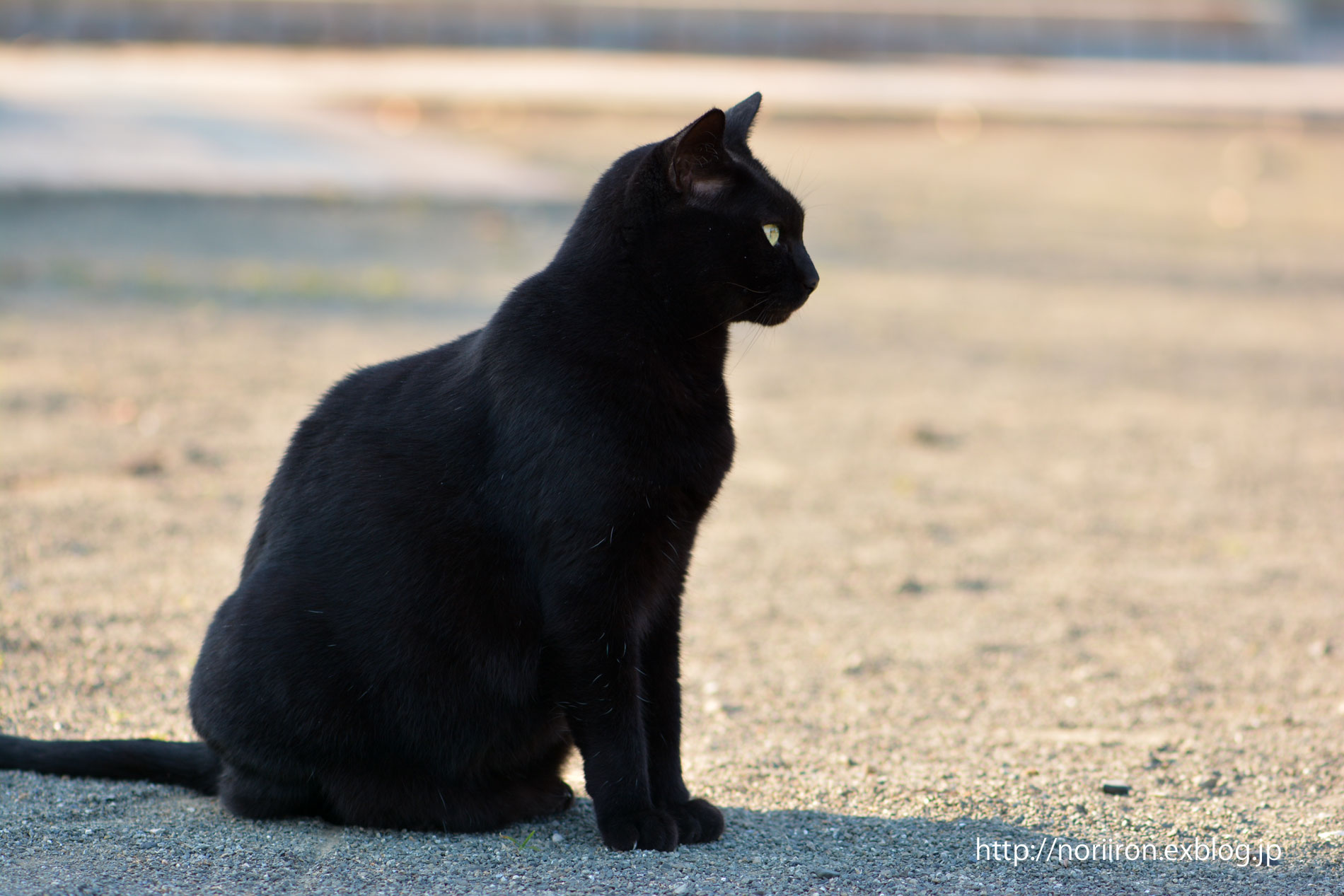 黒っぽい　Nikon D7100 + AF-S VR Micro-Nikkor 105mm f/2.8G IF-ED_a0277958_21333651.jpg