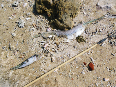 c0180460_1772328.jpg