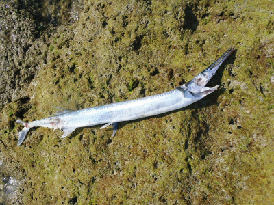 c0180460_1774363.jpg