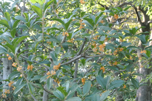 c0080861_11274247.jpg