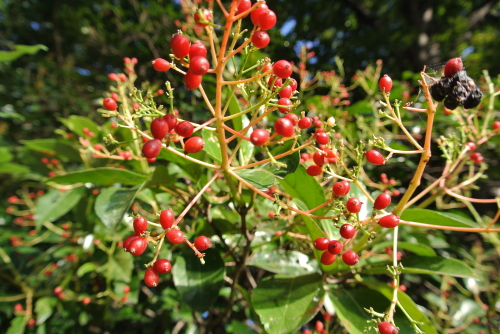 c0080861_11333469.jpg