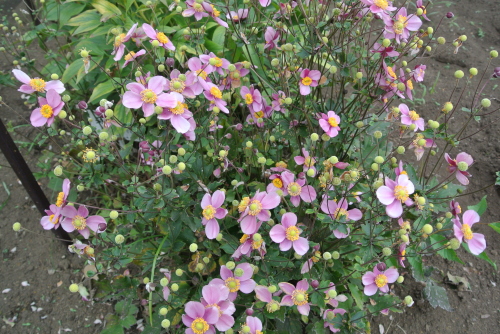 c0080861_12274737.jpg