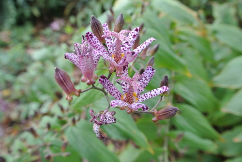 c0080861_12371536.jpg