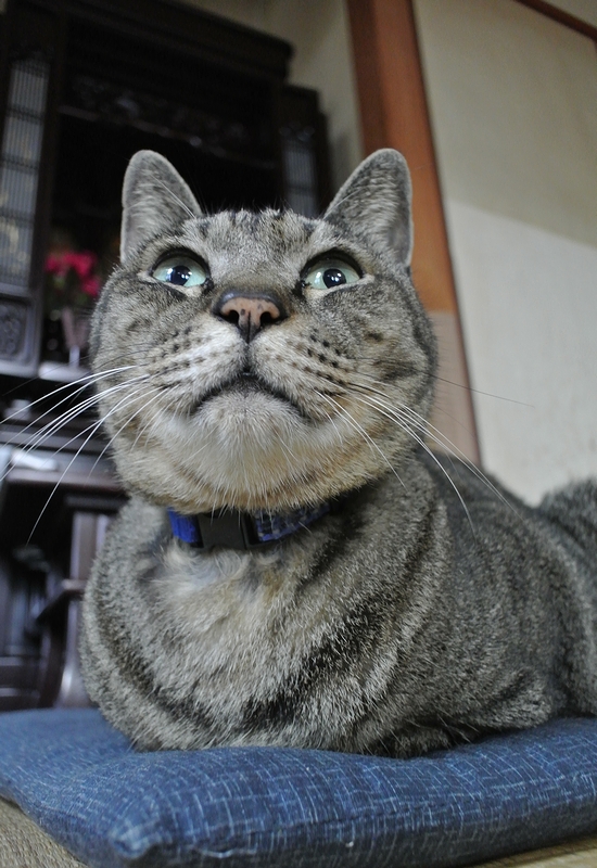 お仏壇の番猫 続 ムー太の猫マンション お仏壇の番猫 続 ムー太の猫マンション