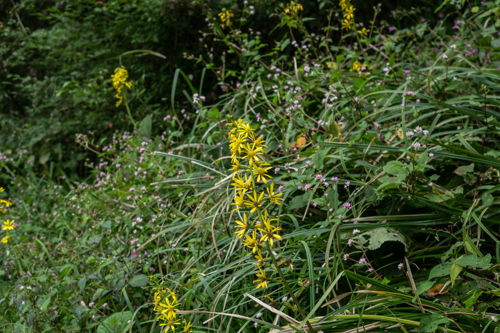 e0015567_20312.jpg
