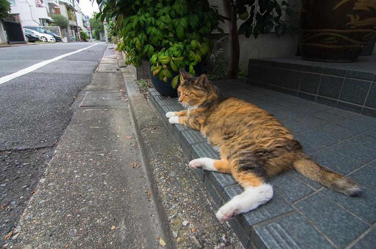 谷根千を歩く（東京）_f0303870_20494358.jpg