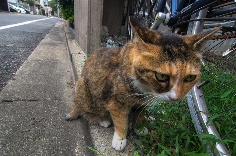 谷根千を歩く（東京）_f0303870_20494545.jpg