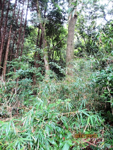 a0162378_20474143.jpg