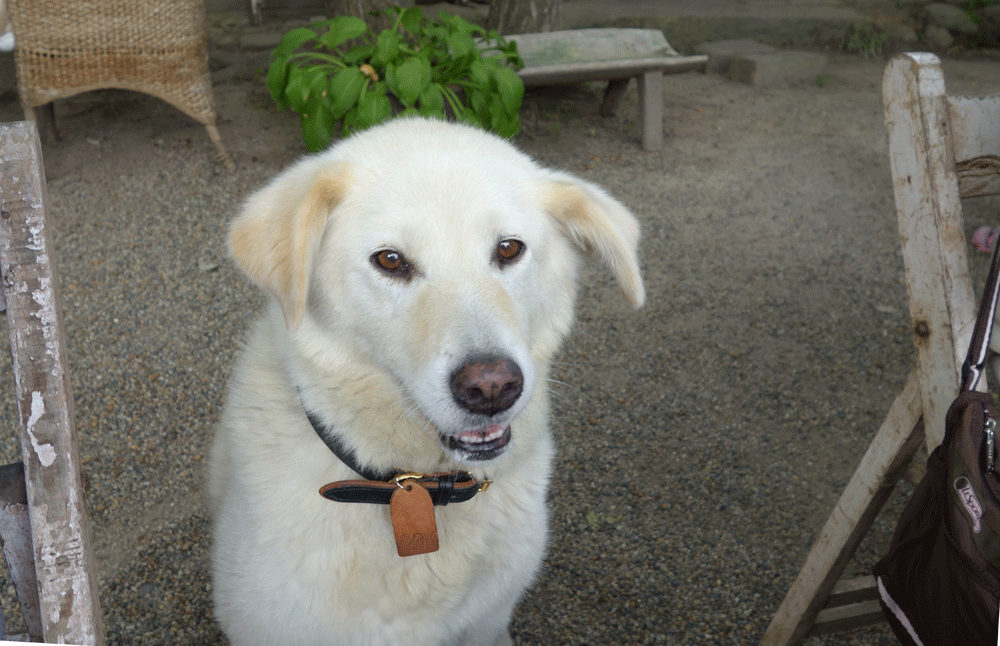 b0159780_10403537.gif