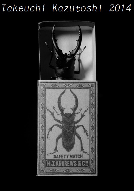 a stag beetle Ⅱ_e0290580_2332517.jpg
