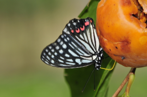 f0348480_00381356.jpg
