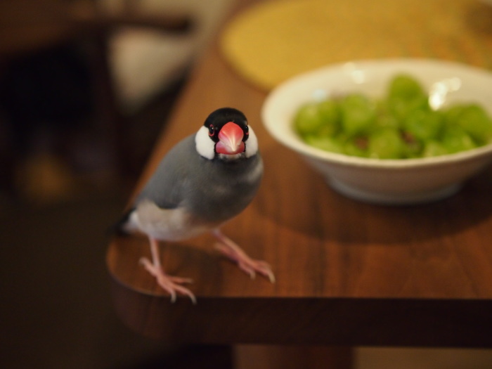 マスカット 文鳥かなこの日記