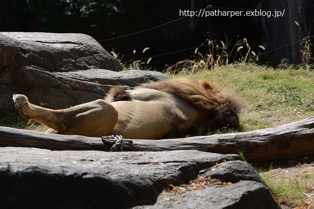 ２０１４年９月　天王寺動物園　その２_a0052986_2313696.jpg