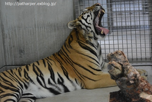 ２０１４年９月　天王寺動物園　その２_a0052986_2320484.jpg