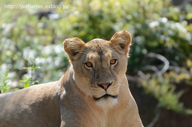 ２０１４年９月　天王寺動物園　その２_a0052986_2321751.jpg