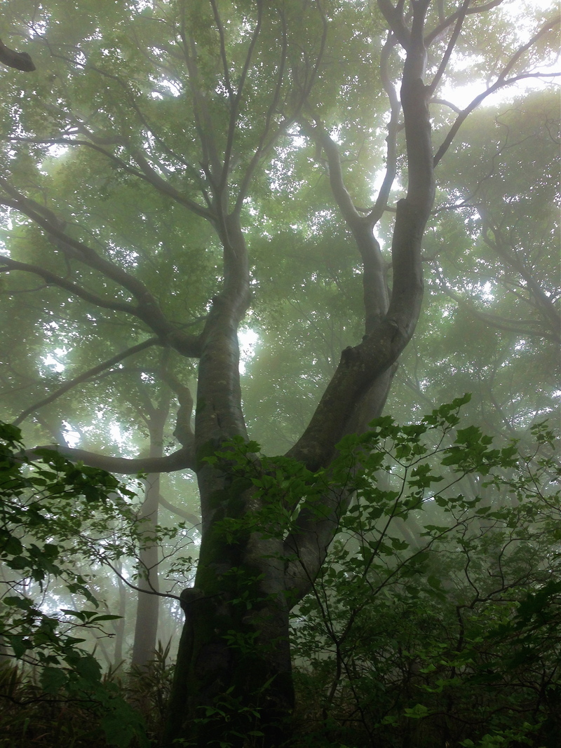 愛媛&岡山トリップ Day.1&2ー陣ヶ森ー 2014/07/05-06_b0220886_16463693.jpg