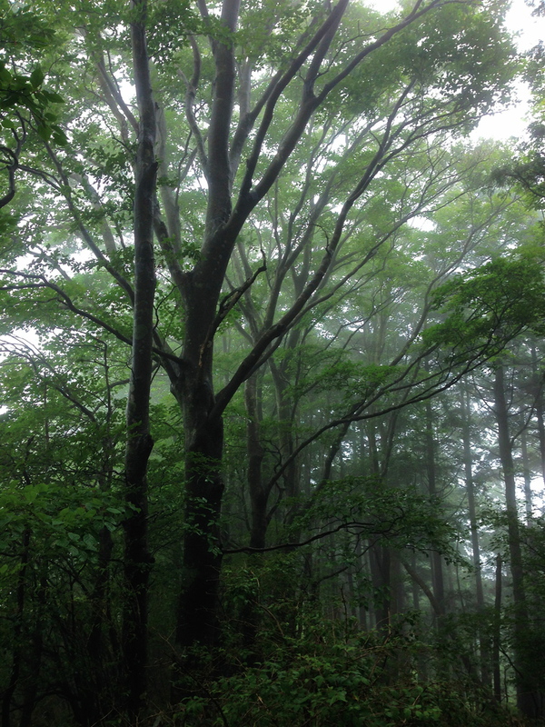 愛媛&岡山トリップ Day.1&2ー陣ヶ森ー 2014/07/05-06_b0220886_1647035.jpg
