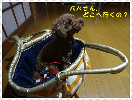 このところ、まともな料理をしてないな。。。でも食べてばかりの気がするし、怖いーーーー(´A`。)グスン _b0175688_19491008.jpg
