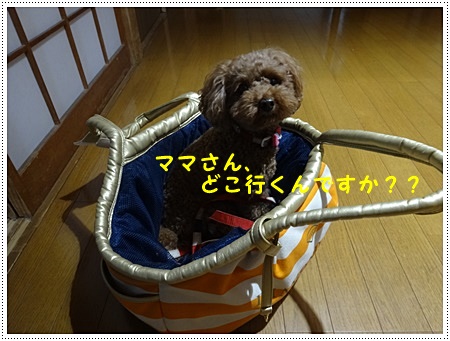 このところ、まともな料理をしてないな。。。でも食べてばかりの気がするし、怖いーーーー(´A`。)グスン _b0175688_19491726.jpg